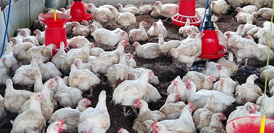 ಬ್ರಾಯ್ಲರ್ ಕೋಳಿ