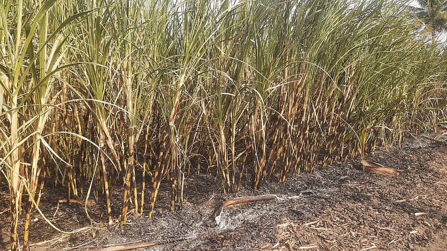 ಬೆಂಕಿಯಿಂದಾಗಿ ಕಬ್ಬಿನ ಫಸಲು ಸುಟ್ಟಿರುವುದು