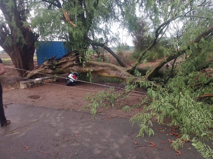 ಕೊಳ್ಳೇಗಾಲದ ದಾಸನಪುರದಲ್ಲಿ ಮರವೊಂದು ವಿದ್ಯುತ್ ತಂತಿ ಹಾಗೂ ಸ್ಕೂಟರ್ ಮೇಲೆ ಬಿದ್ದಿರುವುದು