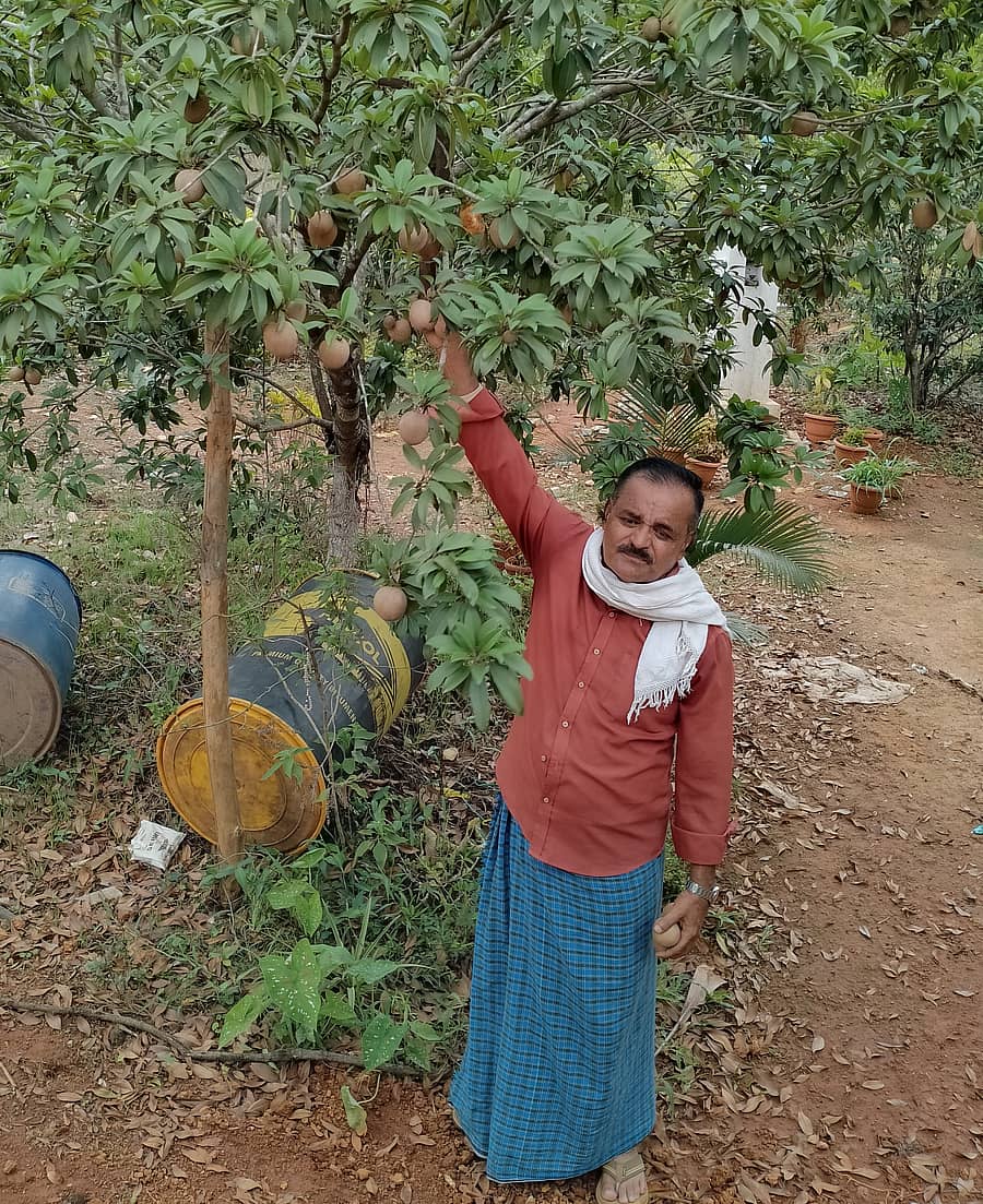 ಶಿರಸಿಯ ಲಂಡಕನಹಳ್ಳಿಯ ತೋಟದಲ್ಲಿ ಬೆಳೆದ ಚಿಕ್ಕು ಬೆಳೆಯೊಂದಿಗೆ ನಿವೃತ್ತ ಯೋಧ ಲಿಬರ್ಟ್ ವಾಜ್