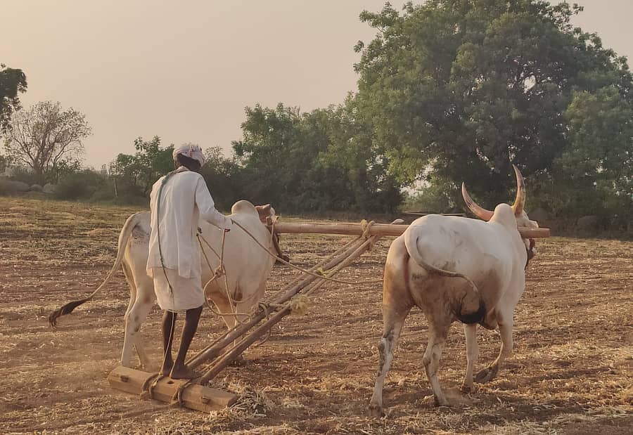ದೇವದುರ್ಗ ತಾಲ್ಲೂಕಿನ ಹೇಮನೂರು ಗ್ರಾಮದಲ್ಲಿ ಮುಂಗಾರು ಬಿತ್ತನೆಗೆ ಹೊಲ ಹದಗೊಳಿಸುತ್ತಿರುವ ರೈತ