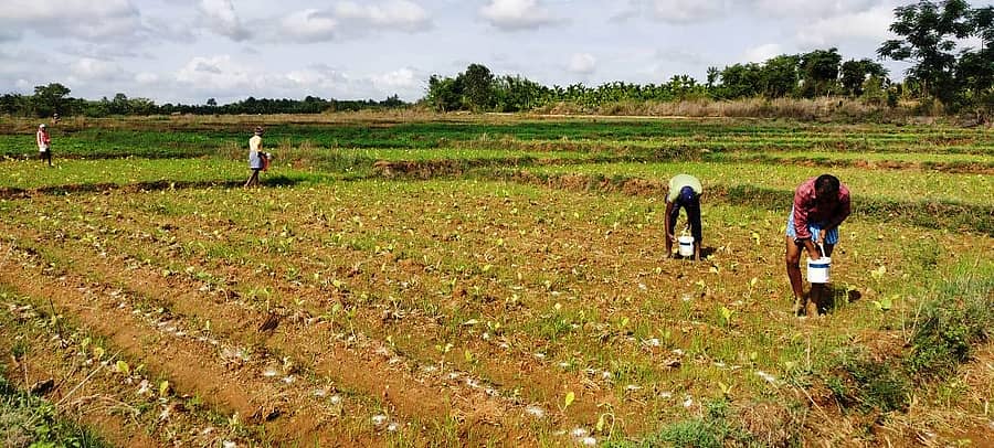 ಕೊಣನೂರು ಹೋಬಳಿಯ ವ್ಯಾಪ್ತಿಯಲ್ಲಿ ಹೊಗೆಸೊಪ್ಪು ಗಿಡಗಳಿಗೆ ರಸಗೊಬ್ಬರ ಒದಗಿಸುತ್ತಿರುವುದು.