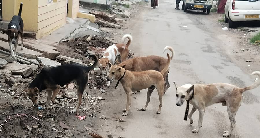 ಚನ್ನರಾಯಪಟ್ಟಣದಲ್ಲಿ ಗುಂಪುಗೂಡಿರುವ ಬೀದಿನಾಯಿಗಳು