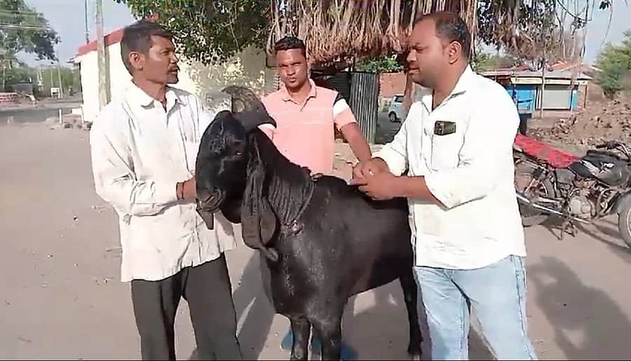 ಚಿಕ್ಕೋಡಿ ತಾಲ್ಲೂಕಿನ ಇಟ್ನಾಳ ಗ್ರಾಮದ ರೈತ ಶಿವಪ್ಪ ಶೆಂಡೂರೆ (ಎಡ ತುದಿ) ಅವರು ತಾವು ಸಾಕಿದ ಪಂಜಾಬ್ನ ಬೀಟಲ್ ತಳಿಯ 4 ಅಡಿ ಎತ್ತರ 170 ಕೆಜಿ ತೂಕದ ಮೇಕೆಯನ್ನು ಬಕ್ರೀದ್ ಹಬ್ಬದ ಹಿನ್ನೆಲೆಯಲ್ಲಿ ₹ 1.80 ಲಕ್ಷಕ್ಕೆ ಮಾರಿದ್ದಾರೆ. ವಾಸೀಂ ಬಿಜಾಪುರ (ಬಲ ತುದಿ) ಎಂಬುವರು ಖರೀದಿಸಿದ್ದಾರೆ.