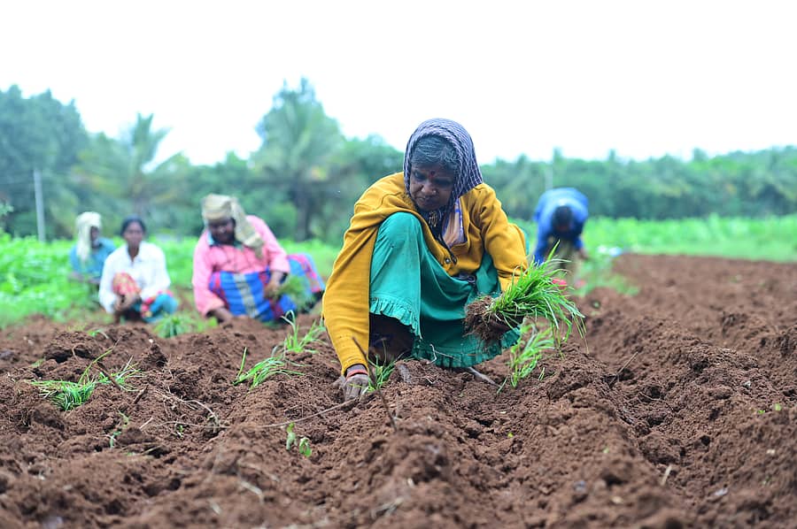 ಎಚ್.ಡಿ.ಕೋಟೆ ತಾಲ್ಲೂಕಿನ ಸಿದ್ದಯ್ಯನಹುಂಡಿ ಗ್ರಾಮದ ರೈತ ಬಸವರಾಜು ಅವರ ಹೊಲದಲ್ಲಿ ರಾಗಿ ನಾಟಿ ಮಾಡಿದ ಮಹಿಳೆಯರು –ಪ್ರಜಾವಾಣಿ ಚಿತ್ರ/ ಸತೀಶ್ ಬಿ. ಆರಾಧ್ಯ