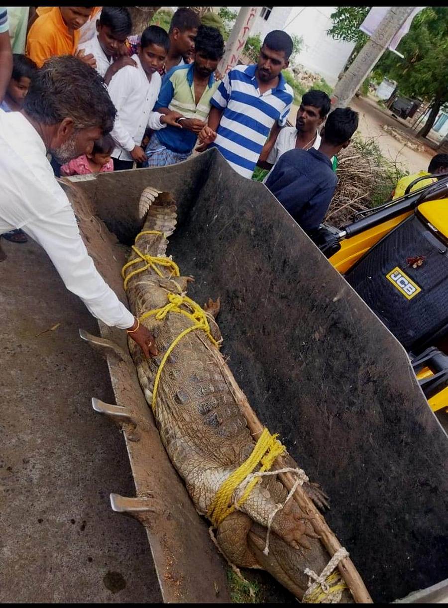 ನಾಲತವಾಡ: ಮೊಸಳೆಯನ್ನು ಹಿಡಿದ ಅಧಿಕಾರಿಗಳು ಹಾಗೂ ಸ್ಥಳೀಯ ಯುವಕರು