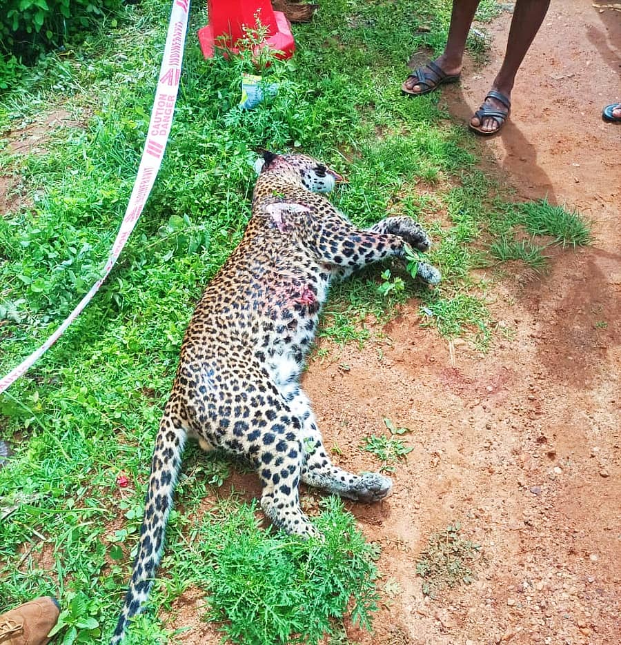 ನಾಗಮಂಗಲ ತಾಲ್ಲೂಕಿನ ಎ.ನಾಗತಿಹಳ್ಳಿ ಗ್ರಾಮದ ಬಳಿ ಅಪರಿಚಿತ ವಾಹನ ಡಿಕ್ಕಿ ಹೊಡೆದು ಸಾವನ್ನಪ್ಪಿರುವ ಚಿರತೆಯ ಮೃತ ದೇಹ