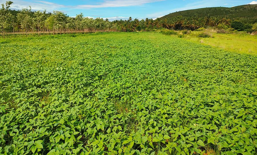 ಹುಳಿಯಾರು ಹೋಬಳಿ ವ್ಯಾಪ್ತಿಯಲ್ಲಿ ಹುಲುಸಾಗಿ ಬೆಳೆದಿರುವ ಅಲಸಂದೆ ಬೆಳೆ