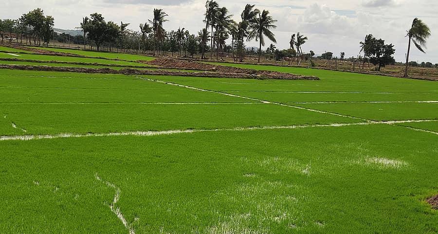 ಕಂಪ್ಲಿ ತಾಲ್ಲೂಕು ದೇವಸಮುದ್ರ ಕ್ರಾಸ್ ಬಳಿಯ ಪಂಪ್ಸೆಟ್ ನೀರಾವರಿ ಆಧರಿತ ಗದ್ದೆಯಲ್ಲಿ ಭತ್ತದ ಸಸಿ ಬೆಳೆಯಲಾಗಿದ