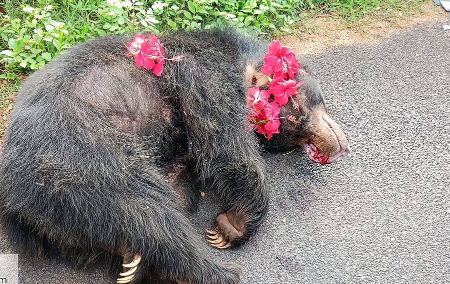 ಮಾಗಡಿ ರಾಮನಗರ ಮುಖ್ಯರಸ್ತೆ ಅತ್ತಿಂಗೆರೆ ಬಳಿ ವಾಹನಕ್ಕೆ ಸಿಲುಕಿ ಸಾವನ್ನಪ್ಪಿರುವ ಕರಡಿ