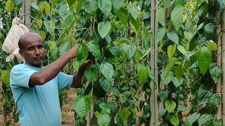 ಎಲೆ ಕೊಯ್ಯುತ್ತಿರುವ ರೈತ ನಿಸಾರ್ಅಹಮ್ಮದ್ ಕಮಡೊಳ್ಳಿ