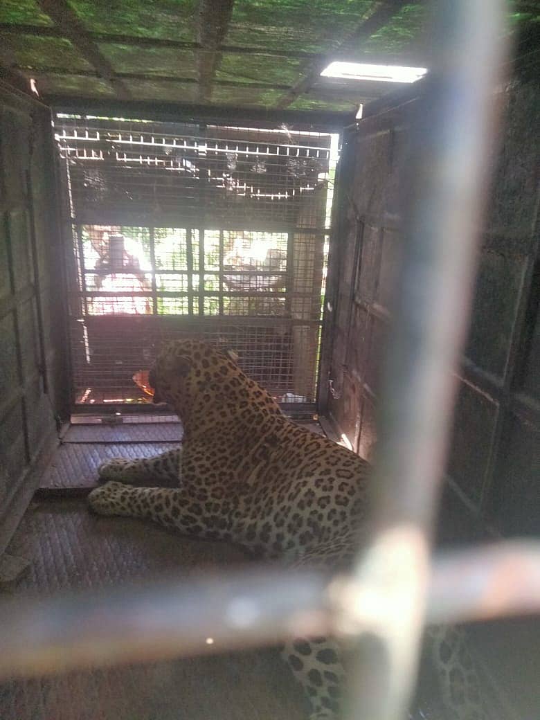 ವಡೆಯನಪುರ ಗ್ರಾಮದ ಹೊರ ವಲಯದಲ್ಲಿ ಇರಿಸಿದ್ದ ಬೋನ್ನಲ್ಲಿ ಸೆರೆಯಾಗಿರುವ ಚಿರತೆ