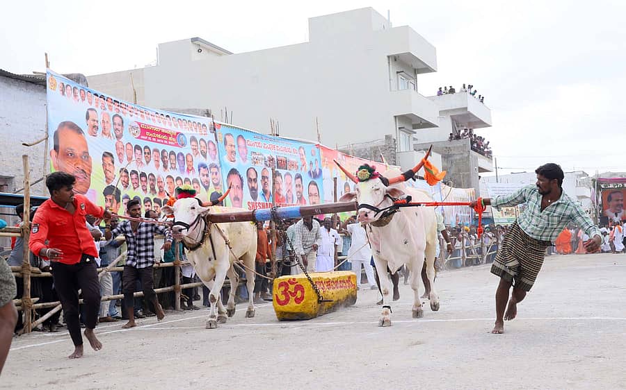 ರಾಯಚೂರಿನಲ್ಲಿ ಮುಂಗಾರು ಸಾಂಸ್ಕೃತಿಕ ರಾಯಚೂರು ಹಬ್ಬದ ಅಂಗವಾಗಿ ಶುಕ್ರವಾರ ನಡೆದ ಸ್ಪರ್ಧೆಯಲ್ಲಿ 1.50 ಟನ್ ಭಾರದ ಕಲ್ಲು ಎಳೆದ ದೇವದುರ್ಗ ತಾಲ್ಲೂಕಿನ ರಾಮದುರ್ಗ ಗ್ರಾಮದ ಎತ್ತುಗಳು