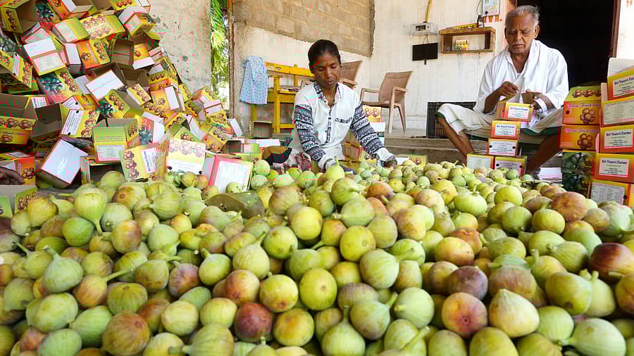 <div class="paragraphs"><p>ಅಂಜೂರದ ಹಣ್ಣುಗಳನ್ನು ಹೊರ ರಾಜ್ಯದ ಮಾರುಕಟ್ಟೆಗೆ ರವಾನಿಸಲು ಪ್ಯಾಕ್ ಮಾಡುತ್ತಿರುವುದು </p></div>