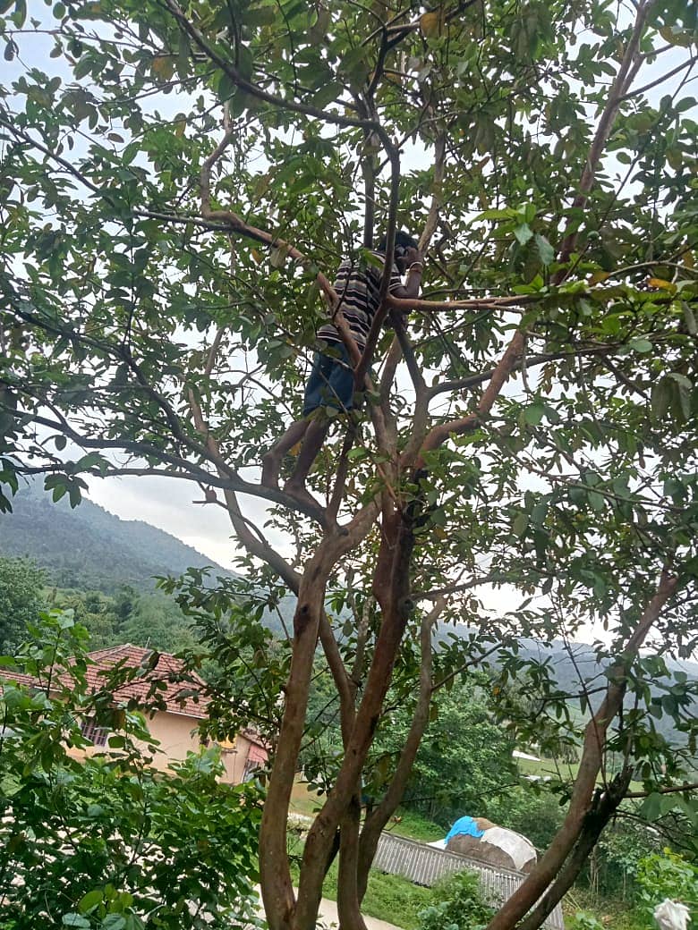 ಮಲೆನಾಡಿನಲ್ಲಿ ಮೊಬೈಲ್‌ ನೆಟ್‌ವರ್ಕ್‌ ಸಿಗದೇ ಮರ ಹತ್ತಿ ಮಾತನಾಡುವಂತಾಗಿದೆ.