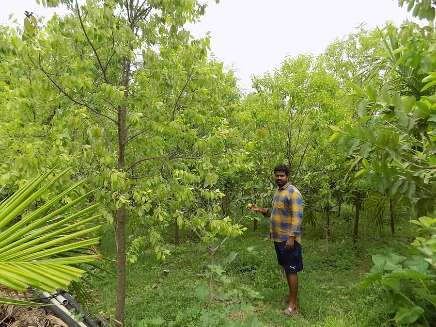 ಹಳೇಬೀಡು ಸಮೀಪದ ಕೆ.ಮಲ್ಲಾಪುರದಲ್ಲಿ ರೈತ ರವಿ ಅವರು ತಮ್ಮ ಜಮೀನಿನಲ್ಲಿ ಕೈಗೊಂಡಿರುವ ಅರಣ್ಯಾಧಾರಿತ ಶ್ರೀಗಂಧ ಕೃಷಿಯೊಂದಿಗೆ ಬೆಳೆದಿರುವ ಪೇರಲ ಗಿಡದ ಹಣ್ಣು ತೋರಿಸುತ್ತಿರುವುದು