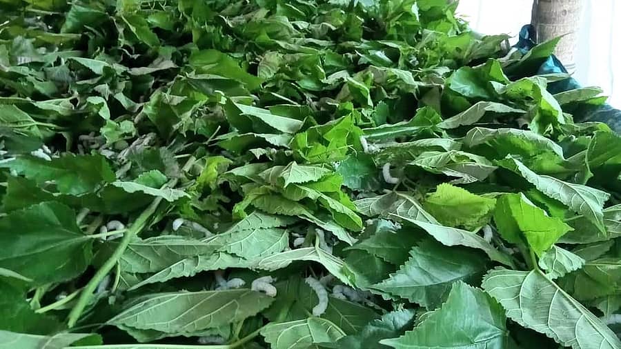 ಶಿರಸಿಯಲ್ಲಿ ರೇಷ್ಮೆ ಕೃಷಿ ಮಾಡುವ ಬೆಳೆಗಾರರೊಬ್ಬರು ರೇಷ್ಮೆ ಹುಳುಗಳಿಗೆ ಮೇವಾಗಿ ಹಿಪ್ಪುನೇರಳೆ ಸೊಪ್ಪು ಹಾಕಿರುವುದು