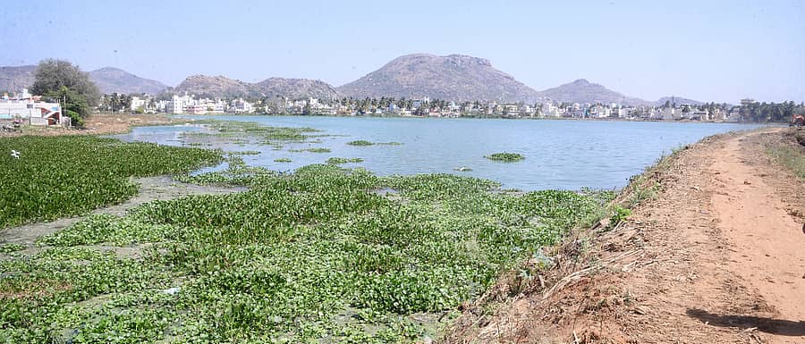 ತುಮಕೂರಿನ ಬಡ್ಡಿಹಳ್ಳಿ ಕೆರೆ