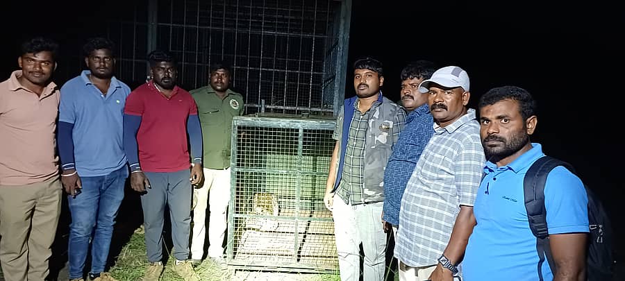 ಅರಣ್ಯ ಇಲಾಖೆ ಅಳವಡಿಸಿದ್ದ ಬೋನಿಗೆ ಬಿದ್ದಿರುವ ಚಿರತೆ