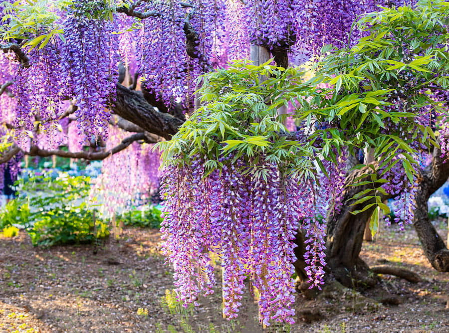 ವಿಸ್ಟೇರಿಯಾ ಹೂವುಗಳನ್ನು ಹೊದ್ದುನಿಂತ ಮರ