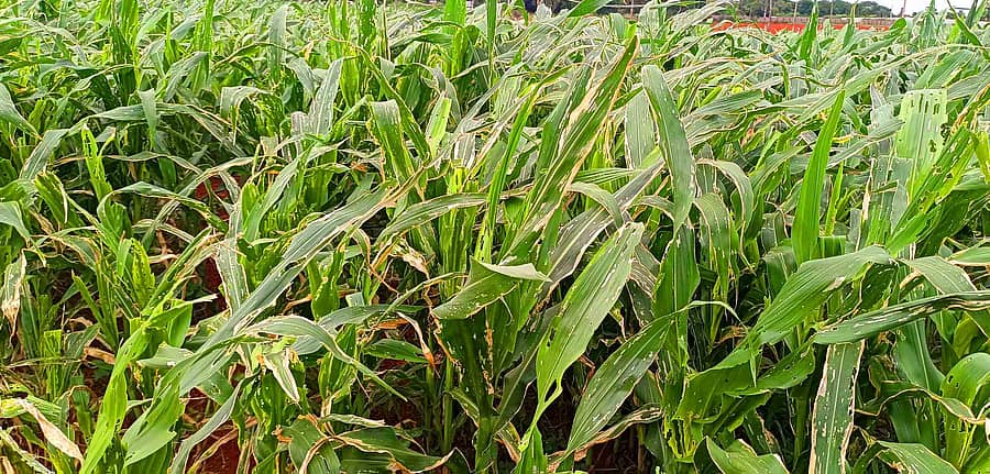 ವಿಜಯಪುರ ರೈತ ಶಾಮಣ್ಣ ಅವರಿಗೆ ಸೇರಿದ ಮುಸುಕಿನ ಜೋಳದ ಬೆಳೆಯಲ್ಲಿ ಗರಿಗಳನ್ನು ಸೈನಿಕ ಹುಳುಗಳು ತಿಂದಿರುವುದು