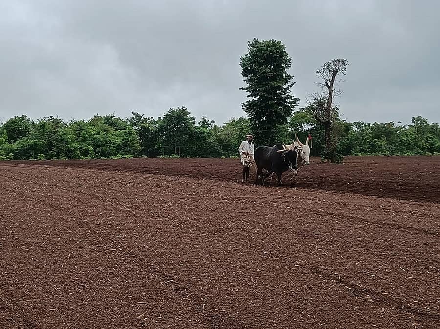 ಶಿರಸಿ ತಾಲ್ಲೂಕಿನ ಗ್ರಾಮೀಣ ಭಾಗದಲ್ಲಿ ಕೃಷಿ ಚಟುವಟಿಕೆಯಲ್ಲಿ ತೊಡಗಿರುವ ರೈತ (ಸಾಂದರ್ಭಿಕ ಚಿತ್ರ)