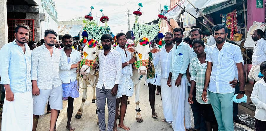 ಕನಕಗಿರಿಯಲ್ಲಿ ಶನಿವಾರ ಕಾರ ಹುಣ್ಣಿಮೆ ನಿಮಿತ್ತ ರೈತರು ಮೂಲ ನಕ್ಷತ್ರದಲ್ಲಿ ಎತ್ತುಗಳ ಮೆರವಣಿಗೆ ನಡೆಸಿದರು