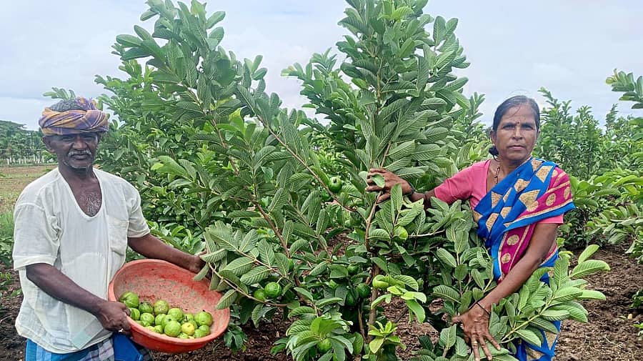 ರಾಣೆಬೆನ್ನೂರು ತಾಲ್ಲೂಕಿನ ಸುಣಕಲ್ಲಬಿದರಿ ಗ್ರಾಮದ ರೈತ ಮಂಜಪ್ಪ ಸಿರಿಗೇರಿ ತಮ್ಮ ಒಂದು ಎಕರೆ ಜಮೀನಿನಲ್ಲಿ ತೈವಾನ್ ಪೇರಲ ಬೆಳೆಯನ್ನು ಬೆಳೆದಿದ್ದಾರೆ