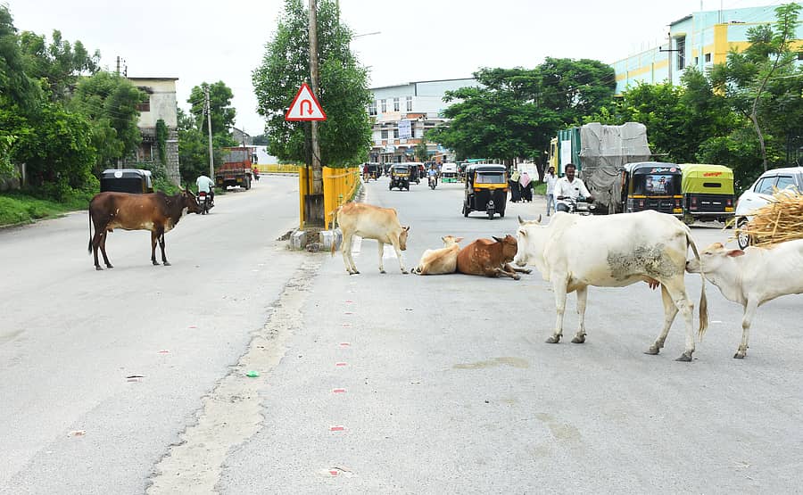 ಯಾದಗಿರಿ ನಗರದ ಹೊಸ ನಗರಸಭೆ ಕಾರ್ಯಾಲಯ ಮುಂಭಾಗದಲ್ಲಿ ಬಿಡಾರ ಹೂಡಿರುವ ಬಿಡಾಡಿ ದನಗಳು