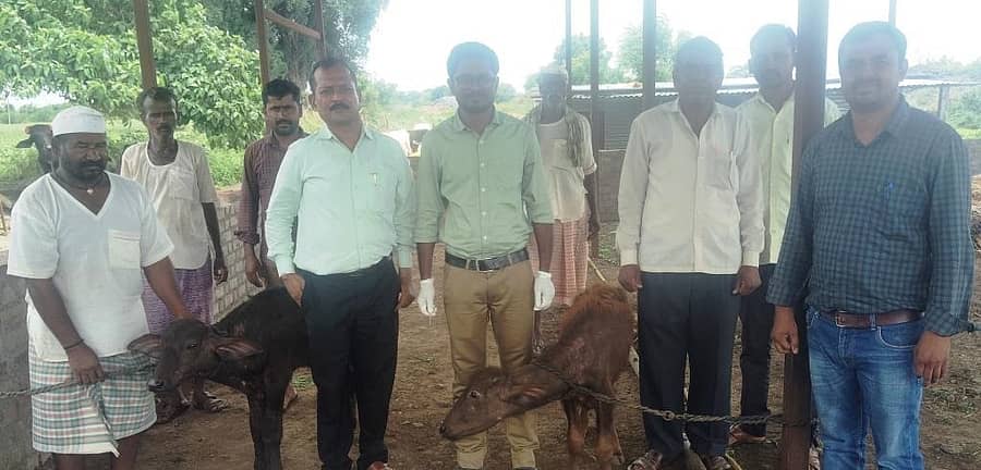 ಇಂಡಿ ಪಟ್ಟಣದ ಸಾತಪುರದಲ್ಲಿ ಡಾ. ರಾಜಕುಮಾರ ಅಡಕಿ ದನಕರುಗಳಿಗೆ ಲಸಿಕೆ ನೀಡಿದರು