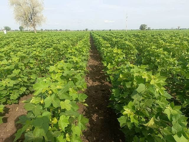 31 ಎಚ್ ಡಬ್ಲು1 ವಡಗೇರಾ: ವಡಗೇರಾ ತಾಲ್ಲೂಕಿನ ಸೀಮಾಂತರ ಪ್ರದೇಶದ ಜಮೀನಿನಲ್ಲಿ ಬೆಳೆದ ಹತ್ತಿ ಬೆಳೆ