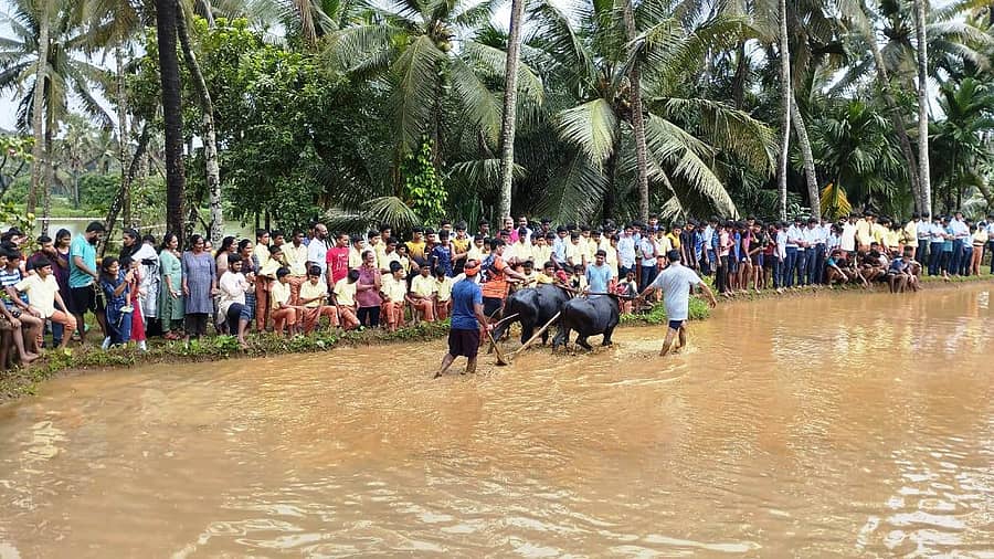 ಪಡುಬಿದ್ರಿ ಸಮೀಪದ ಅದಮಾರು ಪೂರ್ಣಪ್ರಜ್ಞ ಶಿಕ್ಷಣ ಸಂಸ್ಥೆಯ ವಿದ್ಯಾರ್ಥಿಗಳು ಎರ್ಮಾಳು ಮೂಡಬೆಟ್ಟು ಬರ್ಪಾಣಿ ದಿ. ಜಗನ್ನಾಥ ಶೆಟ್ಟಿಯವರ ಮನೆ ಆವರಣದಲ್ಲಿ ಶನಿವಾರ ಆಯೋಜಿಸಿದ್ದ ಗದ್ದೆಯಲ್ಲಿ ಒಂದು ದಿನದಲ್ಲಿ ಭಾಗವಹಿಸಿದರು. 