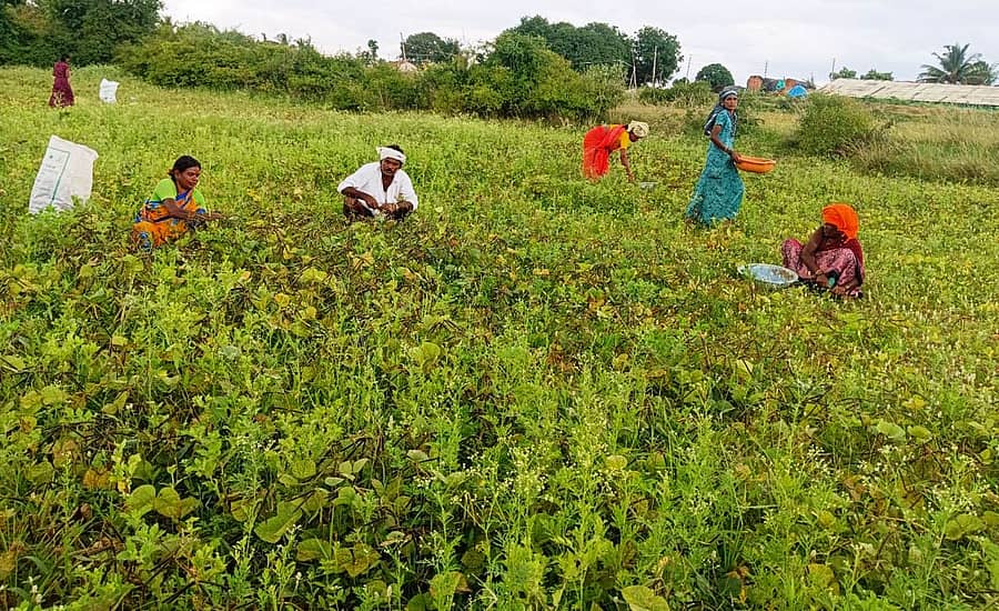 ಹುಳಿಯಾರು ಹೋಬಳಿ ನಂದಿಹಳ್ಳಿ ಗೊಲ್ಲರಹಟ್ಟಿ ಗ್ರಾಮದಲ್ಲಿ ಹೆಸರು ಕಾಳು ಬಿಡಿಸುತ್ತಿರುವ ರೈತರು