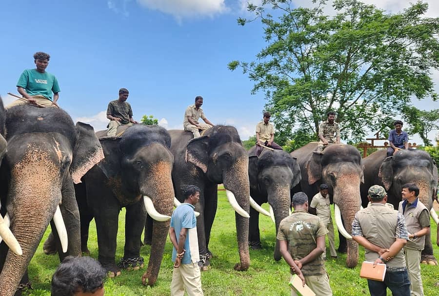 ಆನೆ ಶಿಬಿರದಲ್ಲಿ ಆನೆಗಳನ್ನು ಪರಿಶೀಲಿಸಿದ ಡಿಸಿಎಫ್ ಬಿ.ಎಂ.ಶರಣಬಸಪ್ಪ ನೇತೃತ್ವದ ತಂಡ