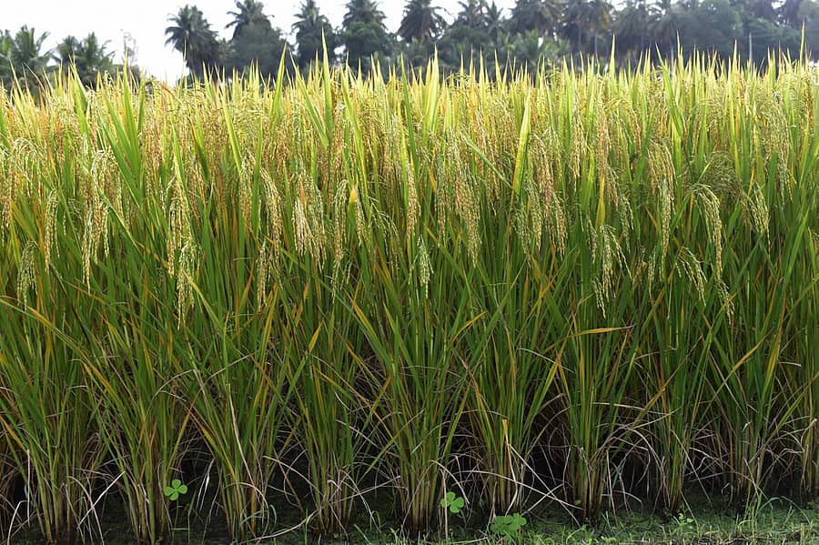 ‘ಮಂಡ್ಯ ಜ್ಯೋತಿ’ ಭತ್ತದ ಬೆಳೆ