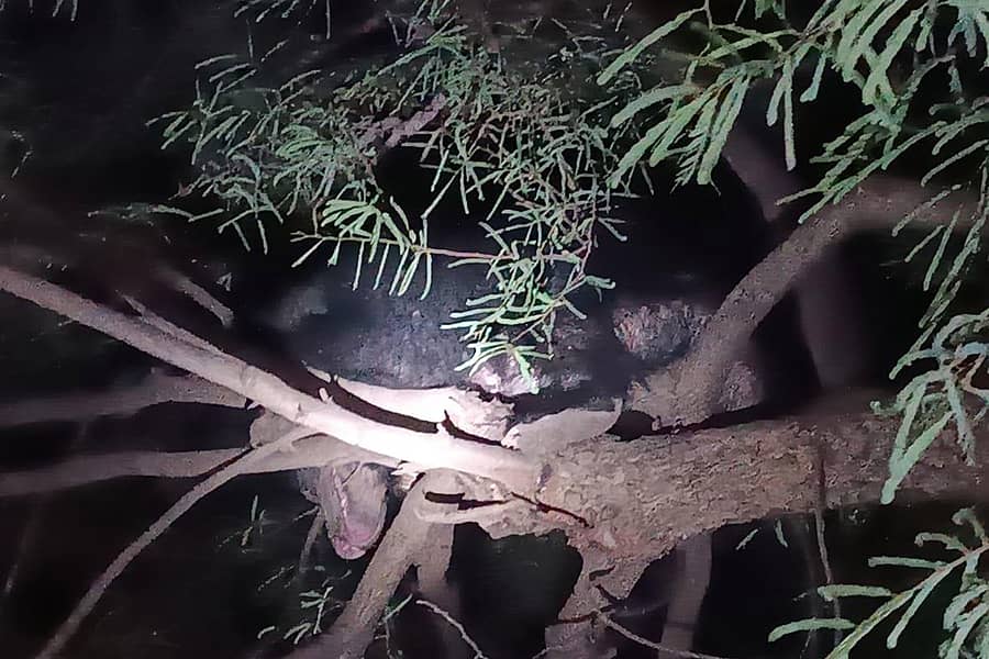 ಕೂಡ್ಲಿಗಿ ತಾಲ್ಲೂಕಿನ ಕುದುರೆಡವು ಗ್ರಾಮದಲ್ಲಿ ಶನಿವಾರ ರಾತ್ರಿ ಮರವೇರಿ ಕುಳಿತಿದ್ದ ಕರಡಿ