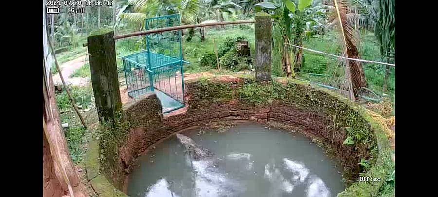 ಮೊಸಳೆ ಹಿಡಿಯಲು ಬೋನು ಇಟ್ಟಿರುವುದು