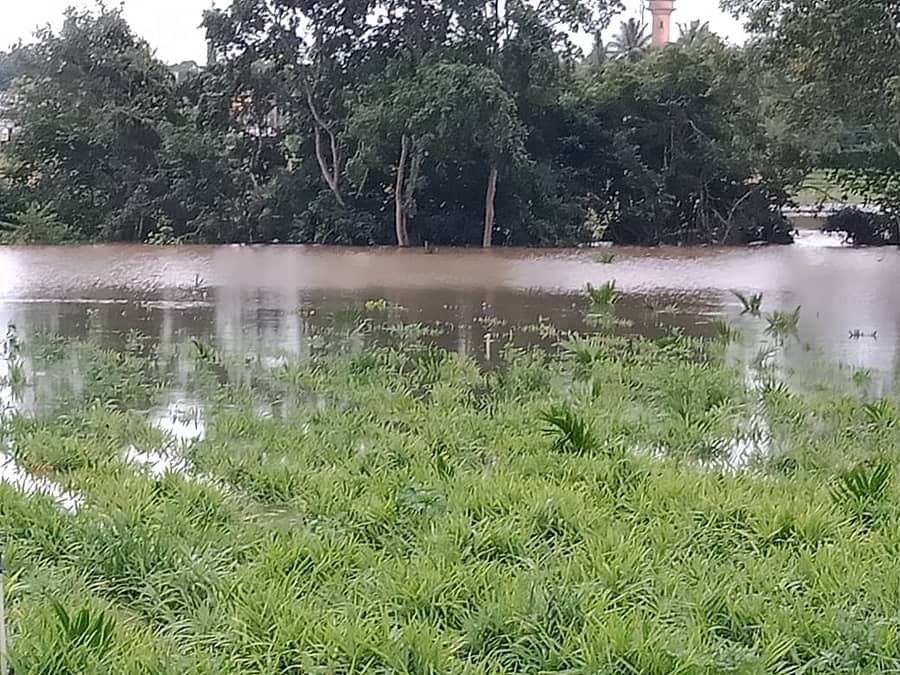 ಕುಶಾಲನಗರ ಸಮೀಪದ ಹುಲುಸೆ ಗ್ರಾಮದಲ್ಲಿ ಕಾವೇರಿ ನದಿಯ ಹೆಚ್ಚುವರಿ ನೀರು ರೈತರ ಜಮೀನುಗಳಿಗೆ ನುಗ್ಗಿದ್ದುಅಪಾರ ಪ್ರಮಾಣದಲ್ಲಿ ರೈತ ಕಪನಪ್ಪ ಅವರ ಶುಂಠಿ ಜೋಳ ಕೃಷಿಗೆ ಹಾನಿ ಉಂಟಾಗಿದೆ.
