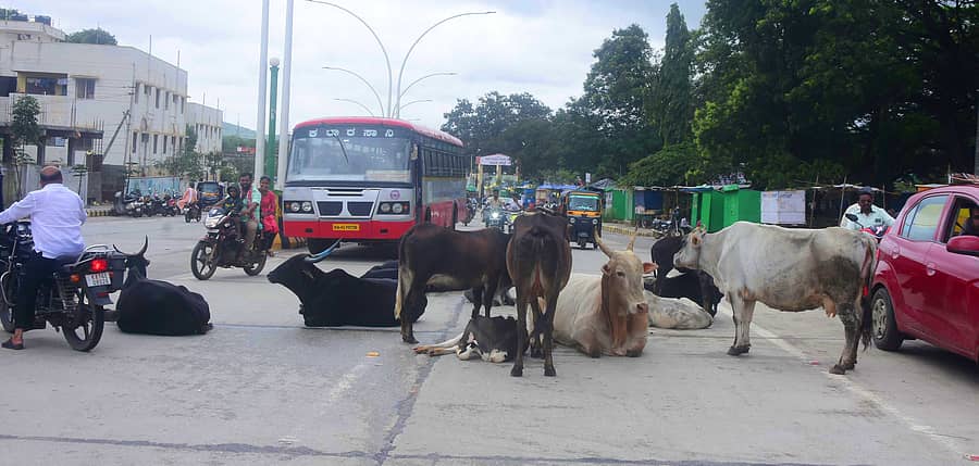 ಬೆಂಗಳೂರು– ದಾವಣಗೆರೆ ಮುಖ್ಯರಸ್ತೆ ಮದಕರಿನಾಯಕ ವೃತ್ತದ ಬಳಿ ಬೀಡಾಡಿ ದನಗಳು ಬೀಡುಬಿಟ್ಟಿರುವ ಕಾರಣ ಟ್ರಾಫಿಕ್ ಜಾಮ್ ಉಂಟಾಗಿರುವುದು