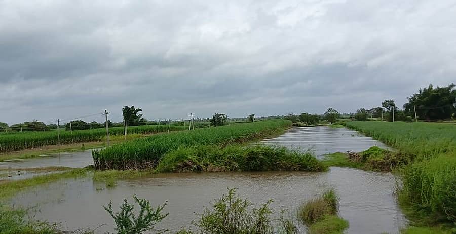 ಮೂಡಲಗಿ ತಾಲ್ಲೂಕಿನ ಅವರಾದಿಯ ಬಳಿಯಲ್ಲಿ ಘಟಪ್ರಭಾ ನದಿಯ ನೀರಿನಲ್ಲಿ ಕಬ್ಬಿನ ಬೆಳೆ ಮುಳುಗಿದೆ