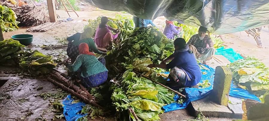 ಕೊಣನೂರು ಹೋಬಳಿಯ ಕಬ್ಬಳಿಗೆರೆಯಲ್ಲಿ ಬಿದ್ದ ಮಳೆ ನಡುವೆಯೇ ಟಾರ್ಪಲ್ನ ಆಶ್ರಯ ಪಡೆದು ಹೊಗೆಸೊಪ್ಪು ಮಾಲೆ ಕಟ್ಟಿದ ಮಹಿಳೆಯರು