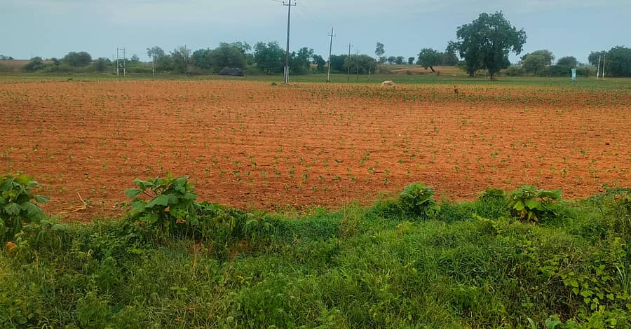 ವಡಗೇರಾ ತಾಲ್ಲೂಕಿನ ಸೀಮಾಂತರದ ಜಮೀನಿನಲ್ಲಿ ಬಿತ್ತನೆಯಾಗಿರುವ ಹತ್ತಿ ಬೆಳೆ