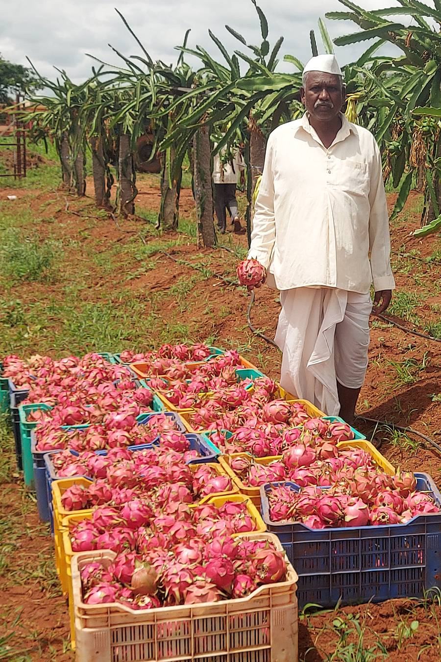 ಬಾದಾಮಿ ಹೊರವಲಯದ ಹೊಲದಲ್ಲಿ ರೈತ ಶಿವಪ್ಪ ಕುರಿ ಡ್ರ್ಯಾಗನ್ ಹಣ್ಣು ಬೆಳೆದಿರುವುದು.