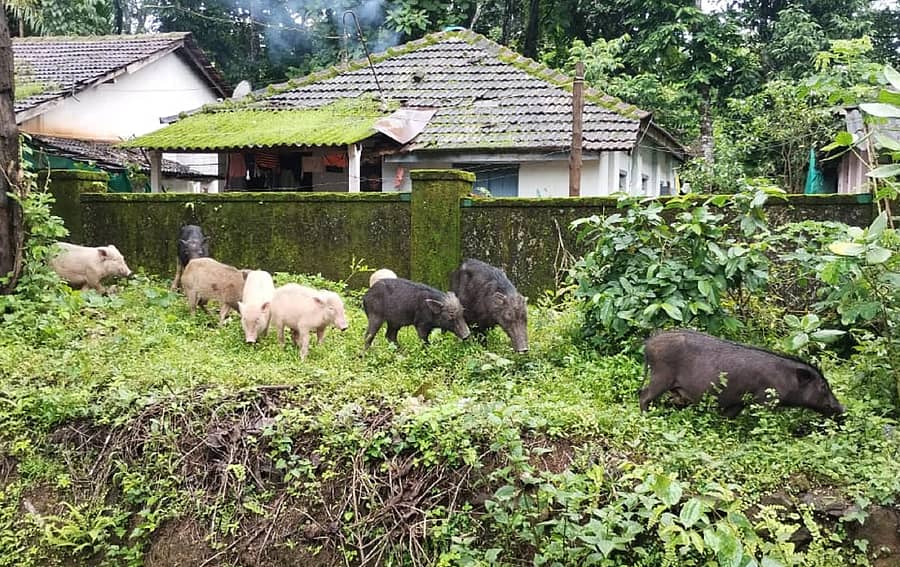 ಶಿರಸಿಯ ಜನವಸತಿ ಪ್ರದೇಶದಲ್ಲಿ ಓಡಾಡುತ್ತಿರುವ ಹಂದಿಗಳ ಹಿಂಡು