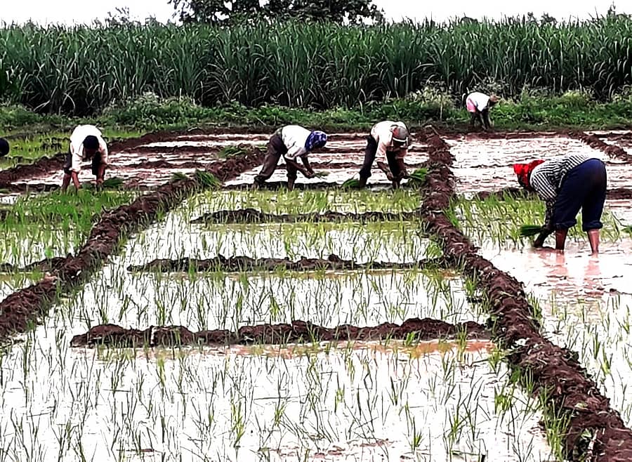 ಚಿಟಗುಪ್ಪ ತಾಲ್ಲೂಕಿನ ನಿರ್ಣಾ ಗ್ರಾಮದಲ್ಲಿ ರೈತರು ಭತ್ತ ನಾಟಿ ಮಾಡುತ್ತಿರುವುದು