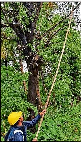 <div class="paragraphs"><p>ವಿದ್ಯುತ್ ಲೈನ್ಗೆ ತಾಗಿರುವ ಮರದ ಕೊಂಬೆಗಳನ್ನು ಕತ್ತರಿಸುತ್ತಿರುವ ಮೆಸ್ಕಾಂ ಸಿಬ್ಬಂದಿ</p></div>