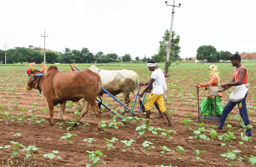 ಯಾದಗಿರಿ ತಾಲ್ಲೂಕಿನ ಬಂದಳ್ಳಿ ಗ್ರಾಮದ ಹೊಲವೊಂದರಲ್ಲಿ ಹತ್ತಿಗೆ ಗೊಬ್ಬರ ಹಾಕುತ್ತಿರುವ ರೈತರು
ಪ್ರಜಾವಾಣಿ ಚಿತ್ರ/ ರಾಜಕುಮಾರ ನಳ್ಳಿಕರ್