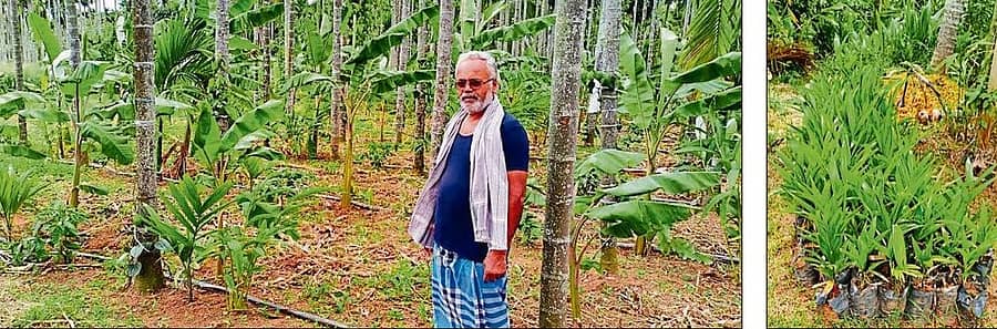 <div class="paragraphs"><p>ಮಾಗಡಿ ತಾಲ್ಲೂಕಿನ ಬಸವನಪಾಳ್ಯದ ಗ್ರಾಮದಲ್ಲಿ ಕಾಫಿ, ಕಾಳು ಮೆಣಸು, ಏಲಕ್ಕಿ, ಬಾಳೆ, ಅಡಿಕೆ ಬೆಳೆದಿರುವ ತಮ್ಮ ತೋಟದಲ್ಲಿ ಬಿ.ಆರ್.ಸಿದ್ದರಾಜು</p></div>