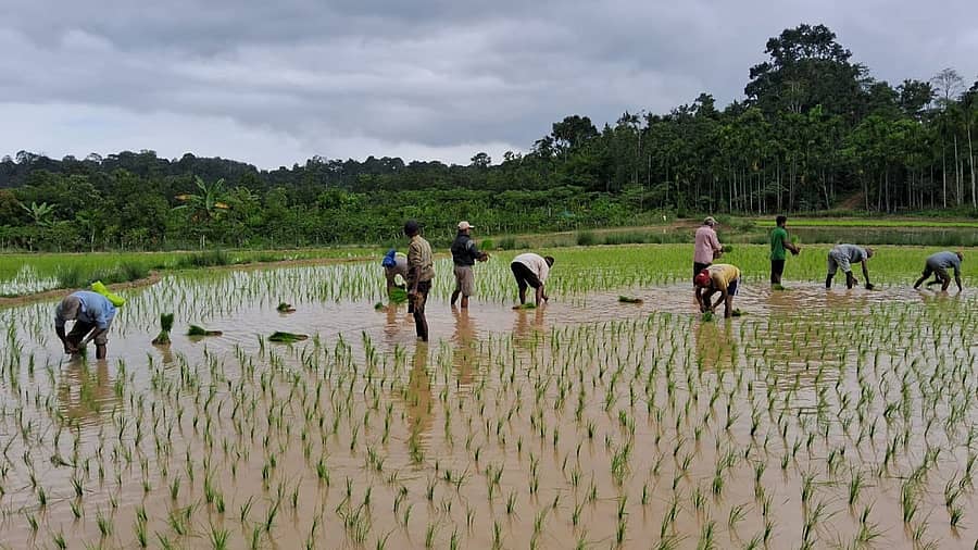 ನಾಪೋಕ್ಲು ಸಮೀಪದ ಕುಯ್ಯಂಗೇರಿ ಗ್ರಾಮದ ರೈತ ಕುಮಾರಪ್ಪ ಅವರ ಗದ್ದೆಯಲ್ಲಿ ಶನಿವಾರ ಭತ್ತದ ನಾಟಿ ಕೆಲಸ ಬಿರುಸಿನಿಂದ ಸಾಗಿತು. ಪ್ರಜಾವಾಣಿ ಚಿತ್ರ/ಸಿ.ಎಸ್.ಸುರೇಶ
