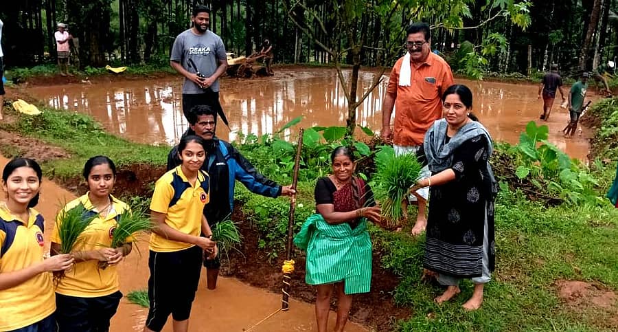 ಕುಂದಾಪುರ ತಾಲ್ಲೂಕಿನ ಬಾಂಡ್ಯ ಗ್ರಾಮದ, ಕೆಳ ಬಾಂಡ್ಯದ ಕೃಷಿ ಗದ್ದೆಗಳಲ್ಲಿ ಬುಧವಾರ ವಕ್ವಾಡಿ ಗುರುಕುಲ ಪಬ್ಲಿಕ್ ಸ್ಕೂಲ್ ವಿದ್ಯಾರ್ಥಿಗಳು ಭತ್ತದ ನೇಜಿ ನೆಡುವ ಕಾರ್ಯದಲ್ಲಿ ಭಾಗಿಯಾದರು